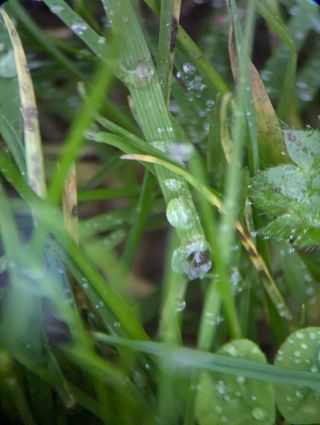 A photo of dew drops on blades of grass taken with an Apexel TM6 TeleMacro lens