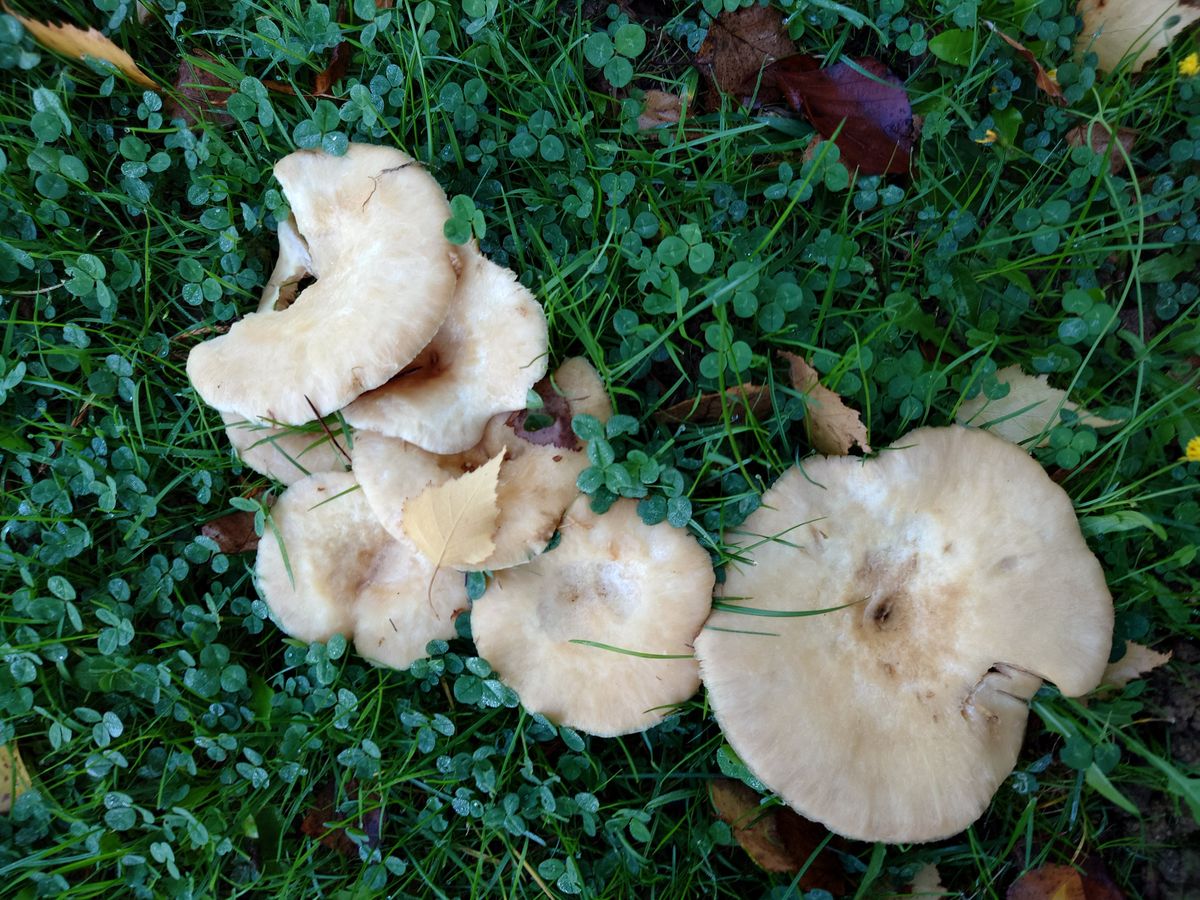 Photo taken with a Sony Xperia 5 IV smartphone camera