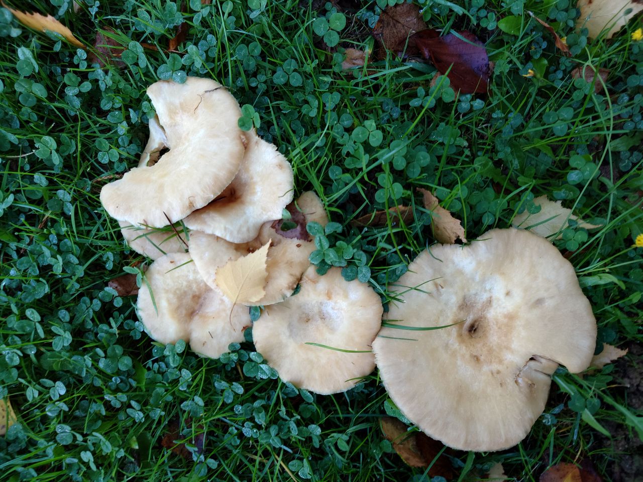 Photo taken with a Sony Xperia 5 IV smartphone camera