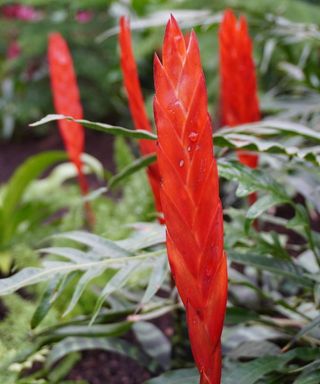 Red bromeliad at RHS Garden Wisley