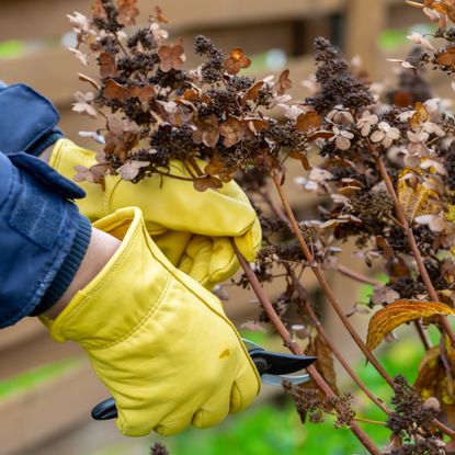 pruning hydrangea