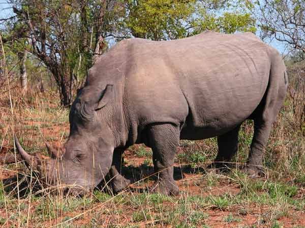 rhinoceros success