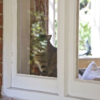 cat on window with curtain