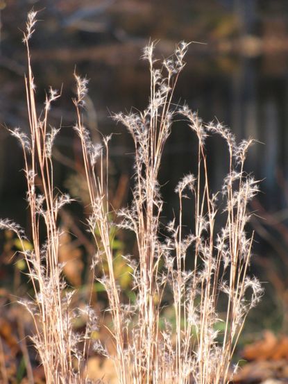 Little Bluestem Grass