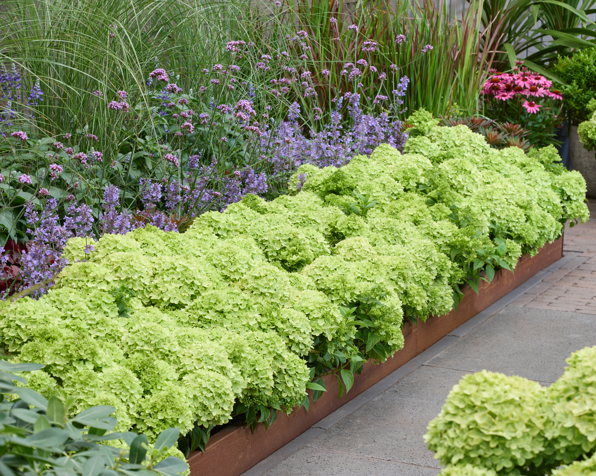 Hydrangea Groundbreaker Greeny