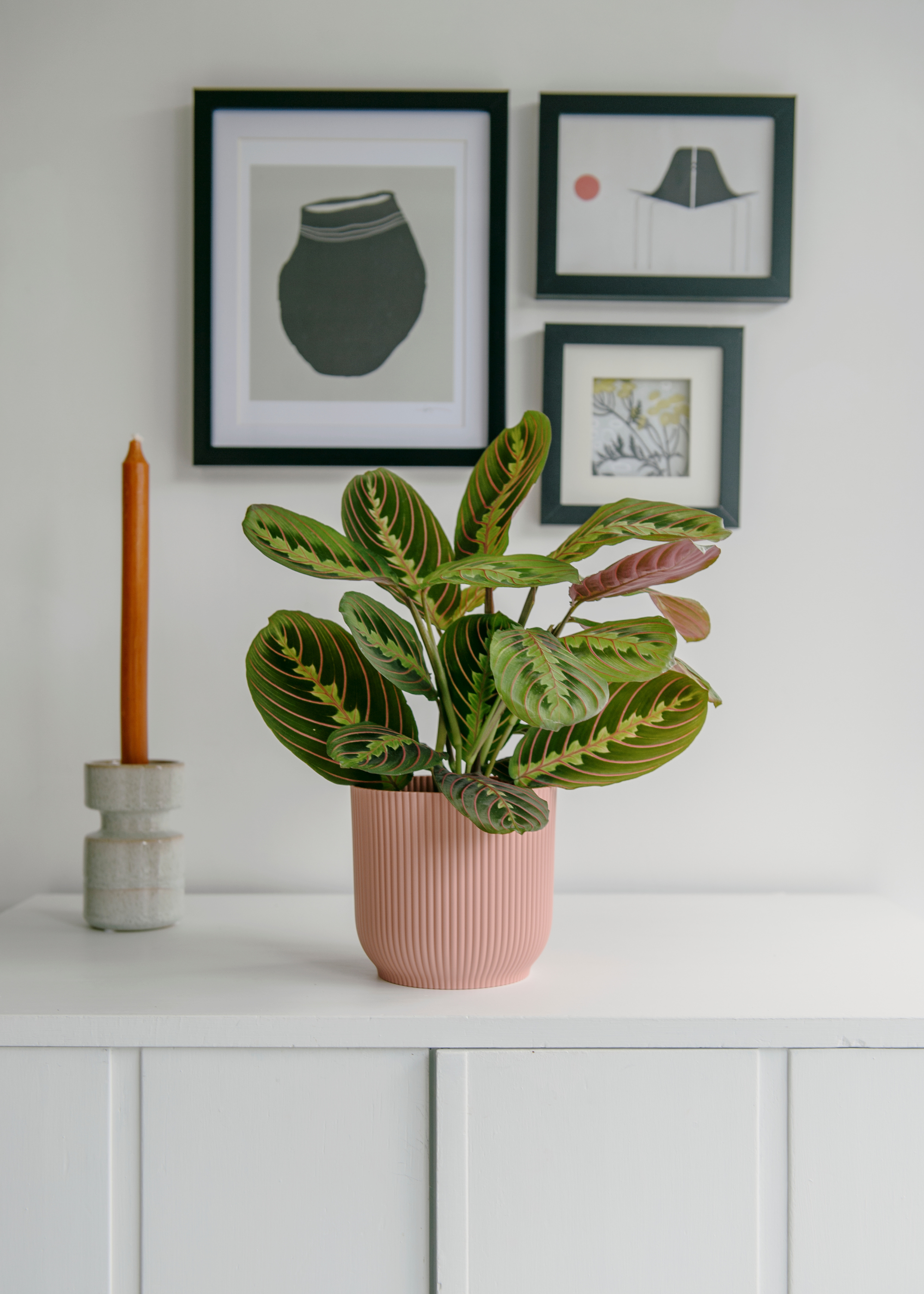 A ribbed pink planter with a prayer plant near an orange candle in a stone candlestick on a white sideboard below a gallery wall of prints