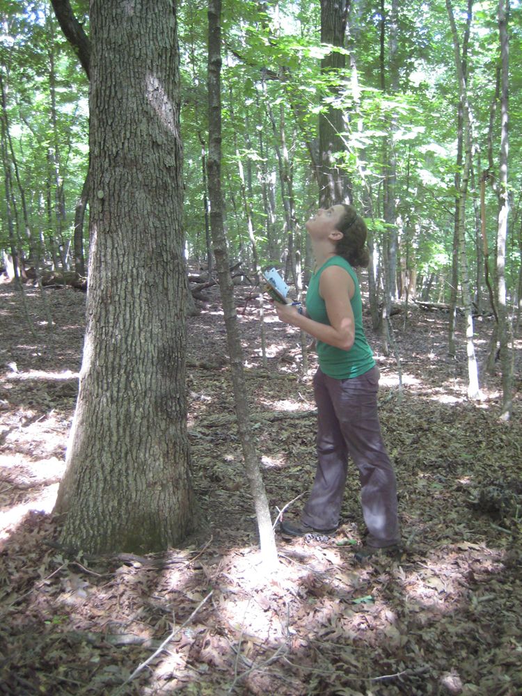 Caroline Farrior studies trees
