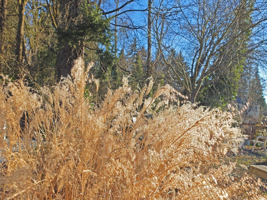 Dry Dead Ornamental Grass