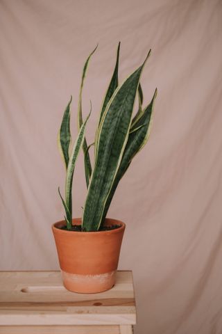Sansevieria potted plant on a pine stool against pink background