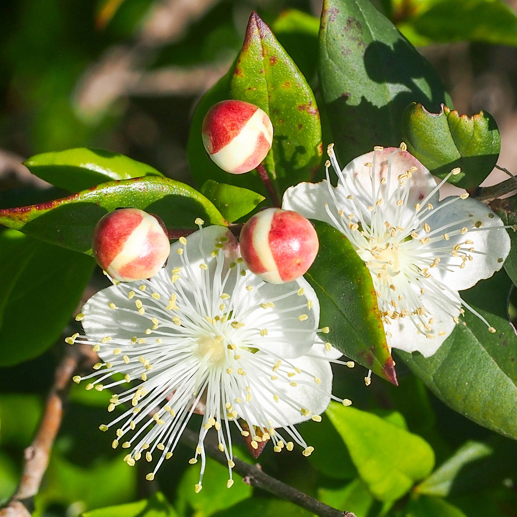Myrtle flowers and berries growing on myrtle plant in garden