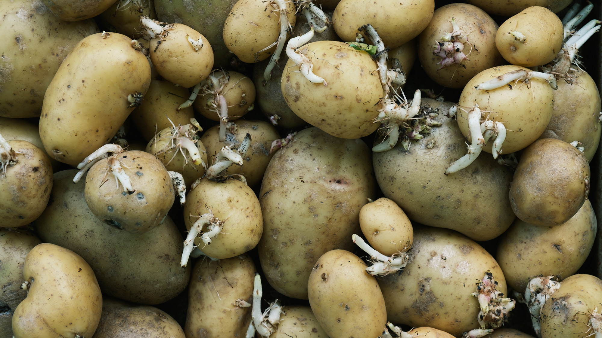 Old potatoes with sprouts