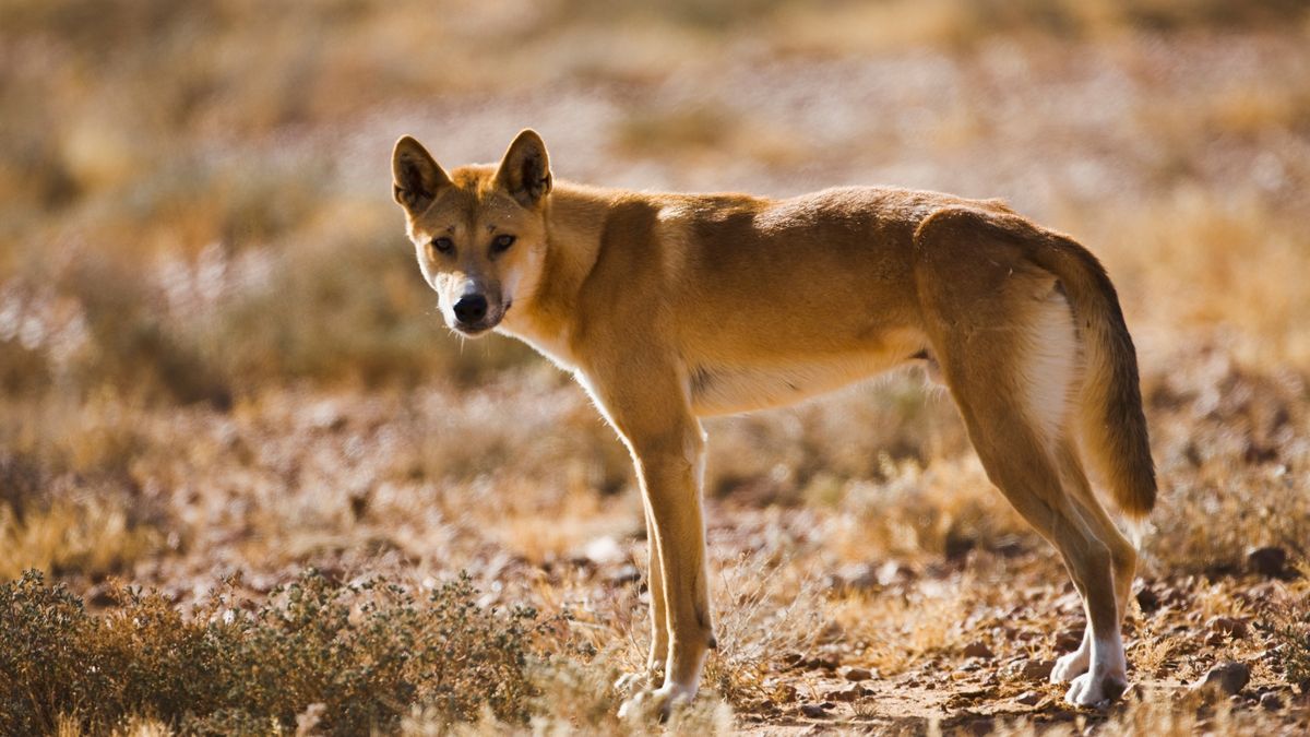 A dingo! I made this some time ago but I only posted it on the