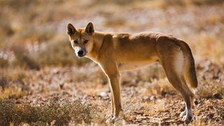 A photo of a male dingo standing in the Australian outback.