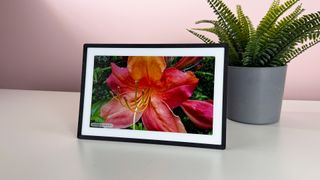 An image of a brightly colored pink and orange rhododendron on the Pexar 11-inch Digital Picture Frame in horizontal orientation.