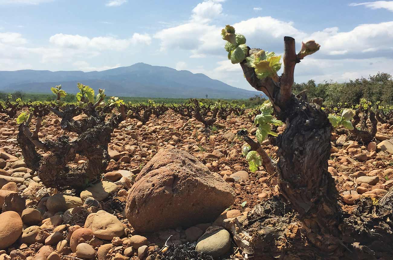 Mazuelo vines, Arizcuren