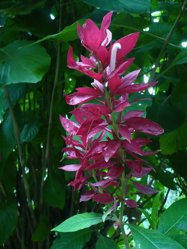 Flowers along the course
