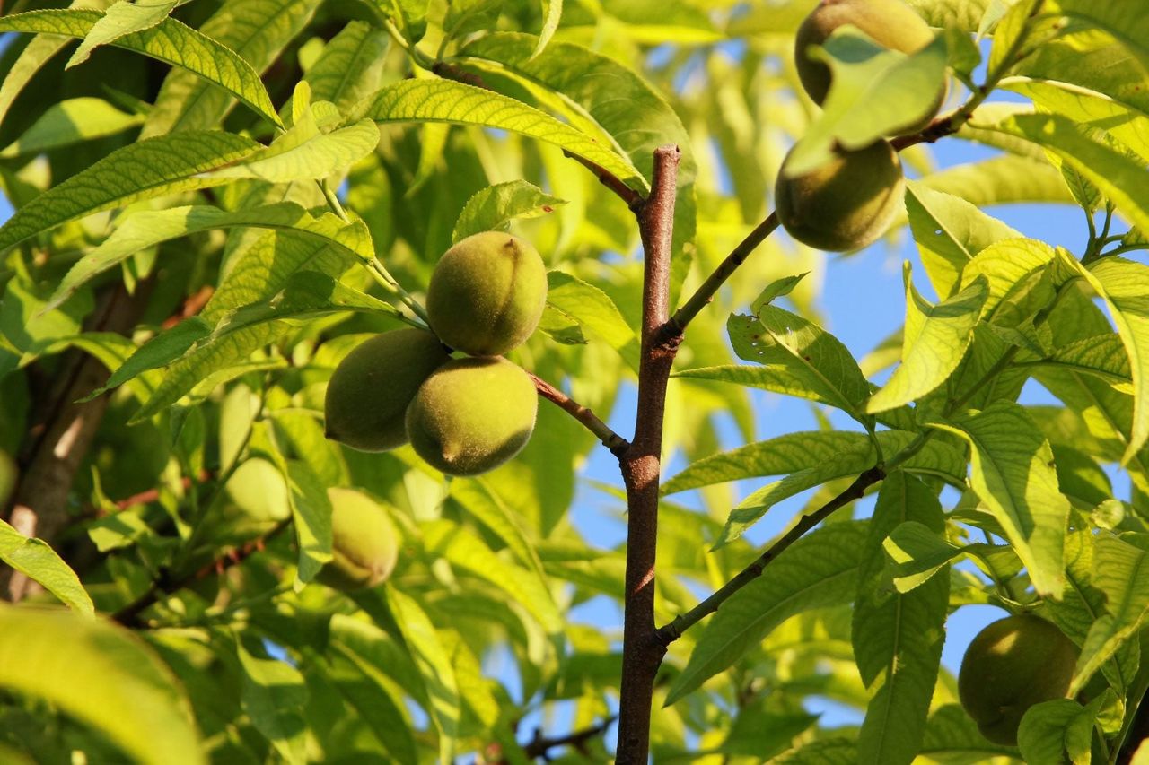 Peach Tree With Fruits