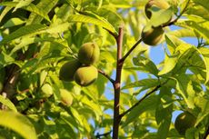 Peach Tree With Fruits