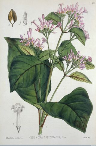 An engraving of a Quinine plant, 1880.