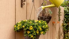 Hanging basket with yellow flowers, being watered using a yellow metal watering can