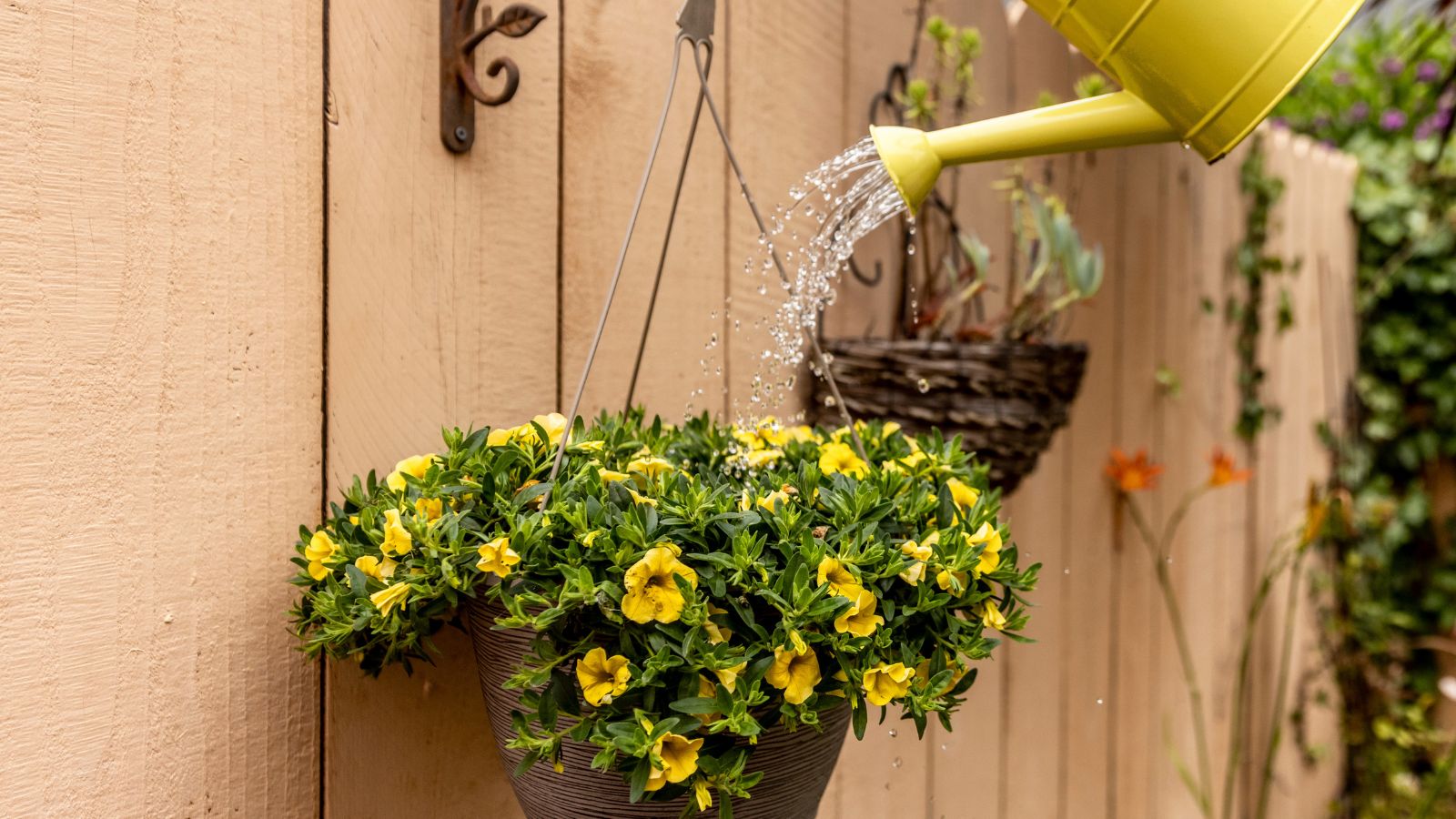 Hanging basket with yellow flowers, being watered using a yellow metal watering can