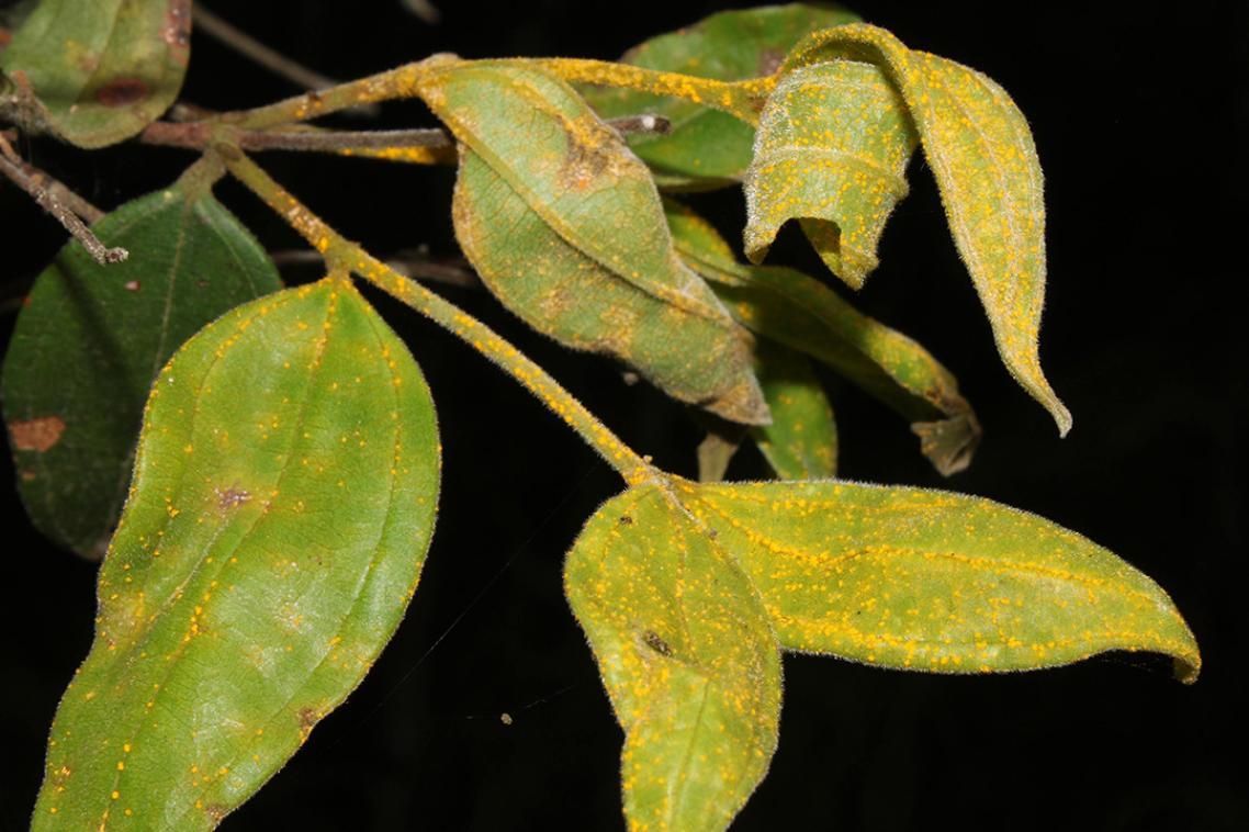A close up of a series of waxy, oval-shaped tree leaves covered in yellow fungal spores