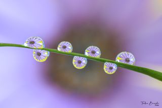 GuruShots – Artistic Still Life