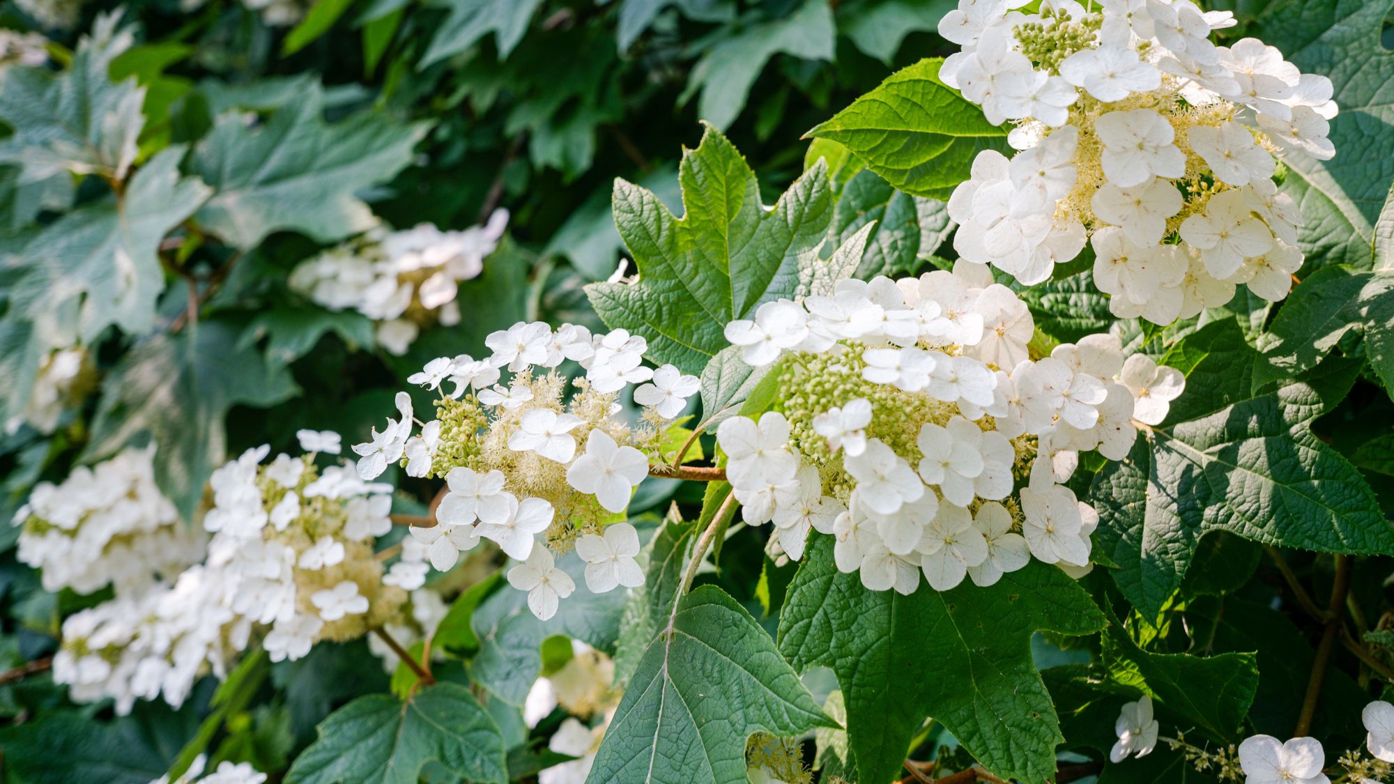Close-up of oakleaf hydrangea in ornamental garden