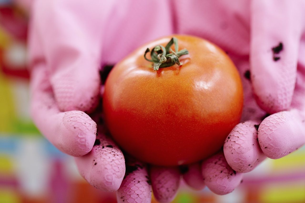 Pink Gloves Holding A Tomato Fruit