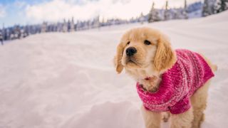 Golden Retriever puppy in pink sweater outside in the snow