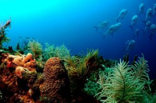 florida-coral-reef-110901-02