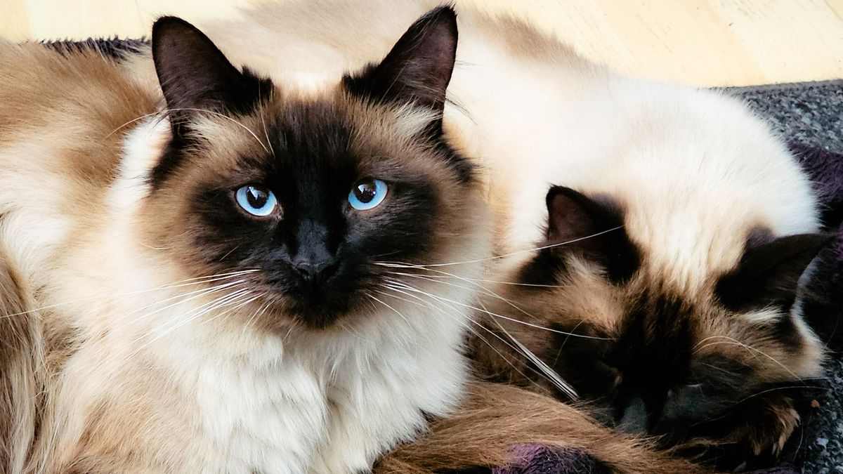 32 fun facts about ragdoll cats | PetsRadar