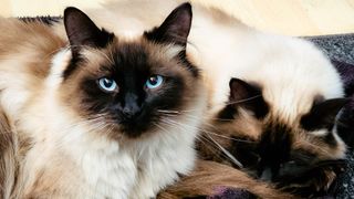 Ragdoll cats with blue eyes