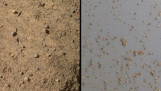 Windblown Sand from the 'Rocknest' Drift