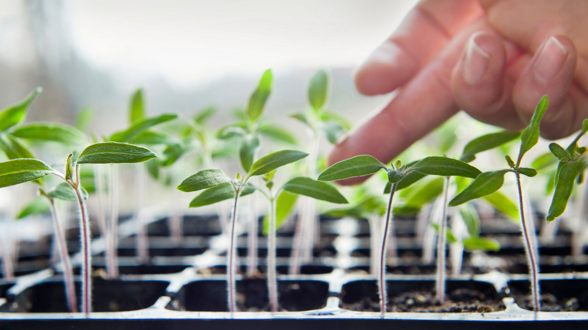 hand petting seedling in black tray of tomato seedlings