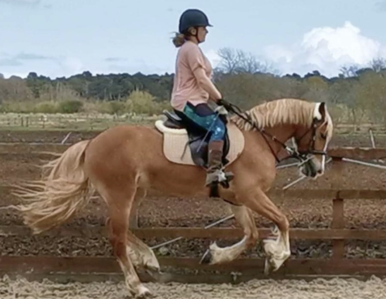 Welsh cobs and ponies for sale