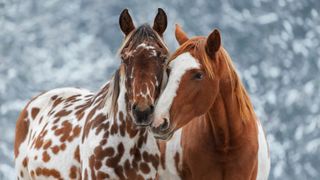 2 horses together in winter