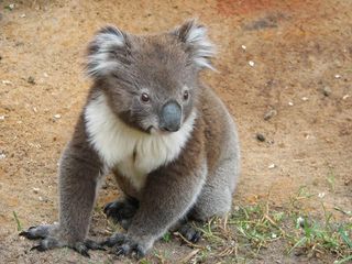 koala bear walking on ground in australia