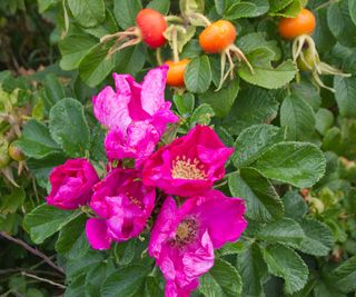 rose hips and flowers on rose bush in summer