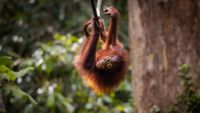A young orangutan delights in a moment of play on the wooden feeding platform at the Sepilok Orangutan Rehabilitation Centre in Sabah, Malaysian Borneo.