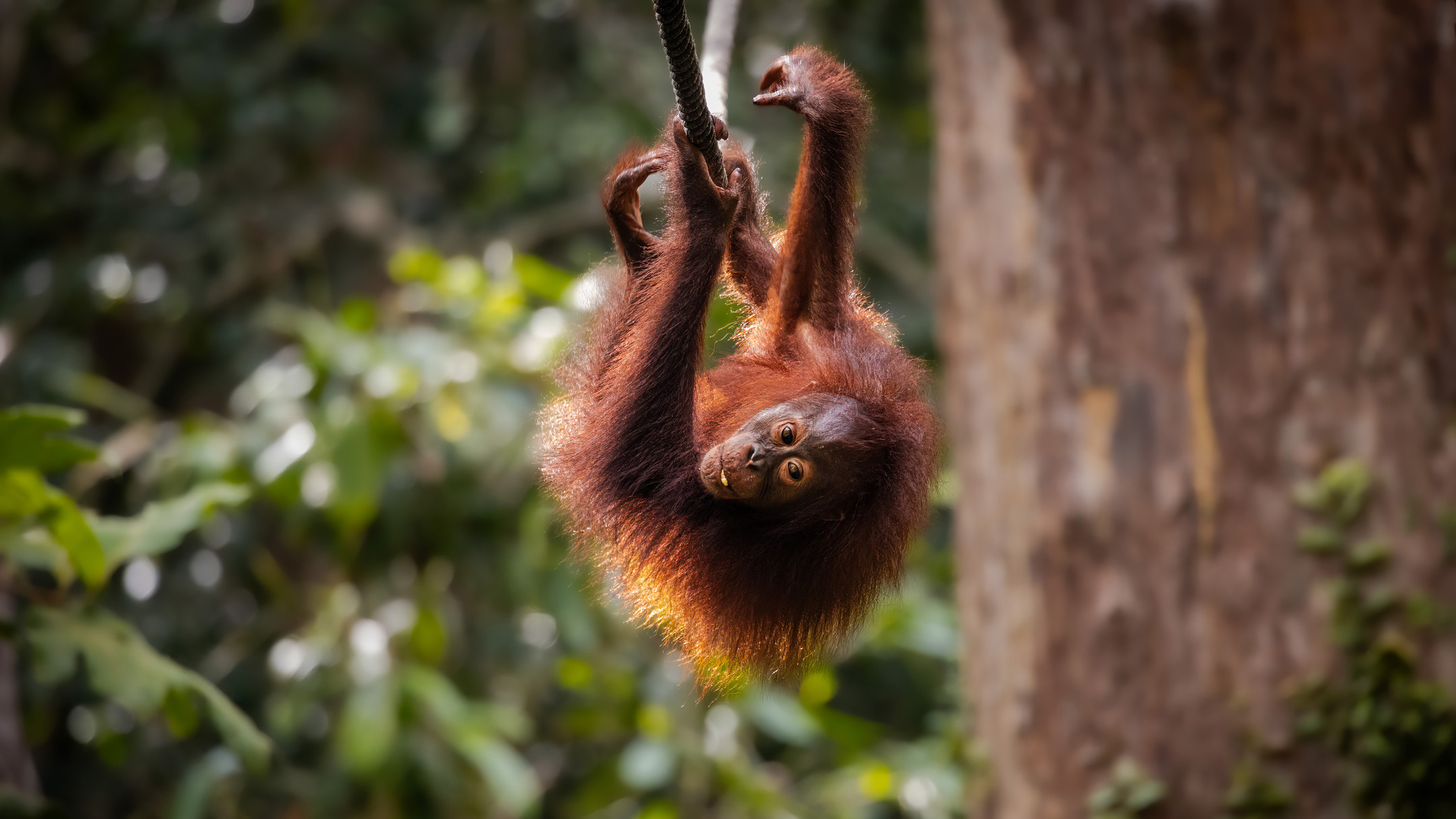 A young orangutan delights in a moment of play on the wooden feeding platform at the Sepilok Orangutan Rehabilitation Centre in Sabah, Malaysian Borneo.