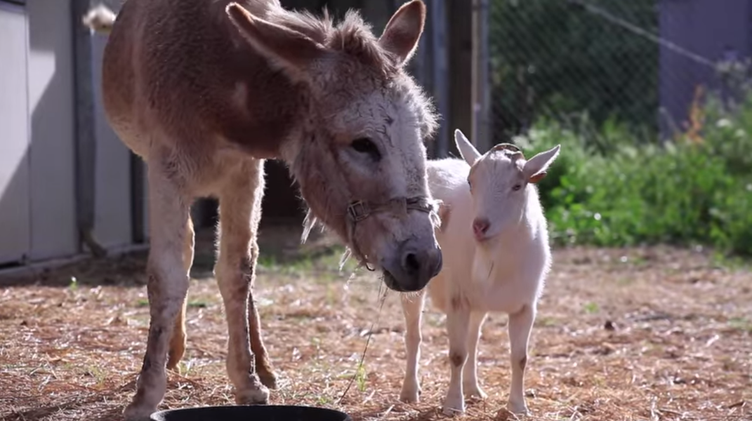 Depressed goat lifts hunger strike after reuniting with donkey friend