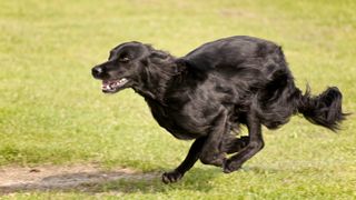 Flat coated retriever running fast