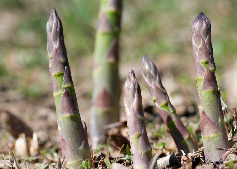 Learn How To Make An Asparagus Bed Gardening Know How