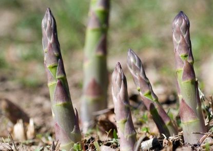 Asparagus Growing Out of the Ground