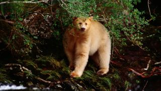 A photo of a white Kermode bear standing on a river bank on Princess Royal Island, British Columbia, Canada.