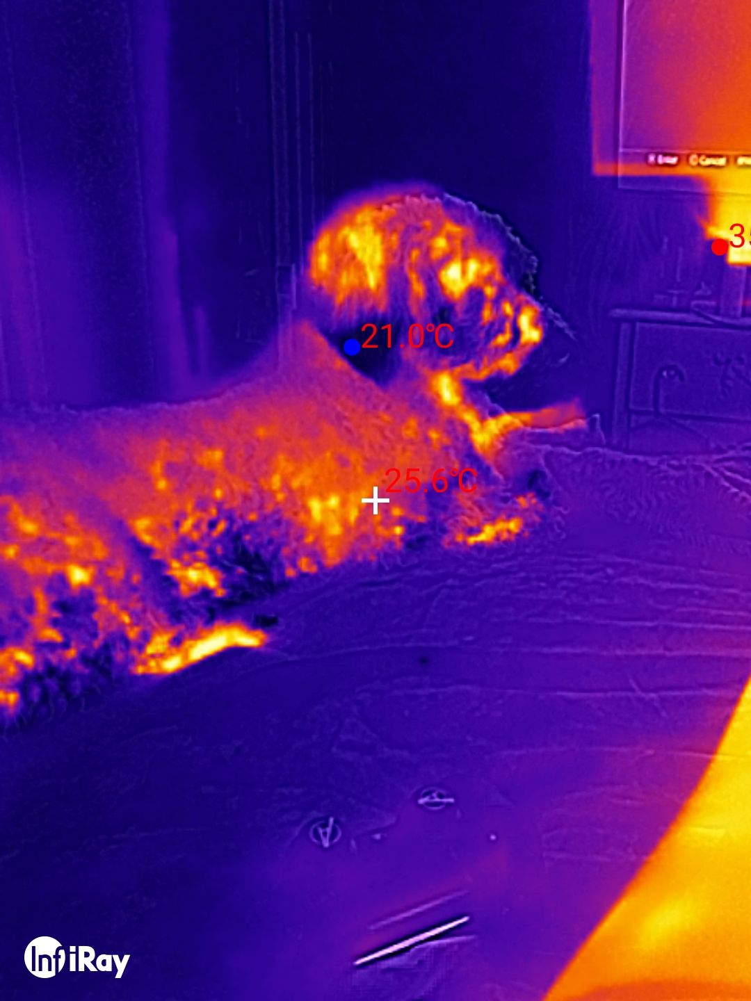 DOOGEE S98 Pro review: Thermal Imaging