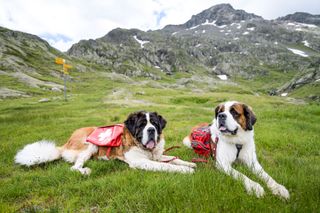 The Great Saint Bernard Hospice, home of the eponymous dog breed, sits at the top of the pass