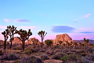  In 2015, for the first time, more than 2 million people visited Joshua Tree National Park in California.