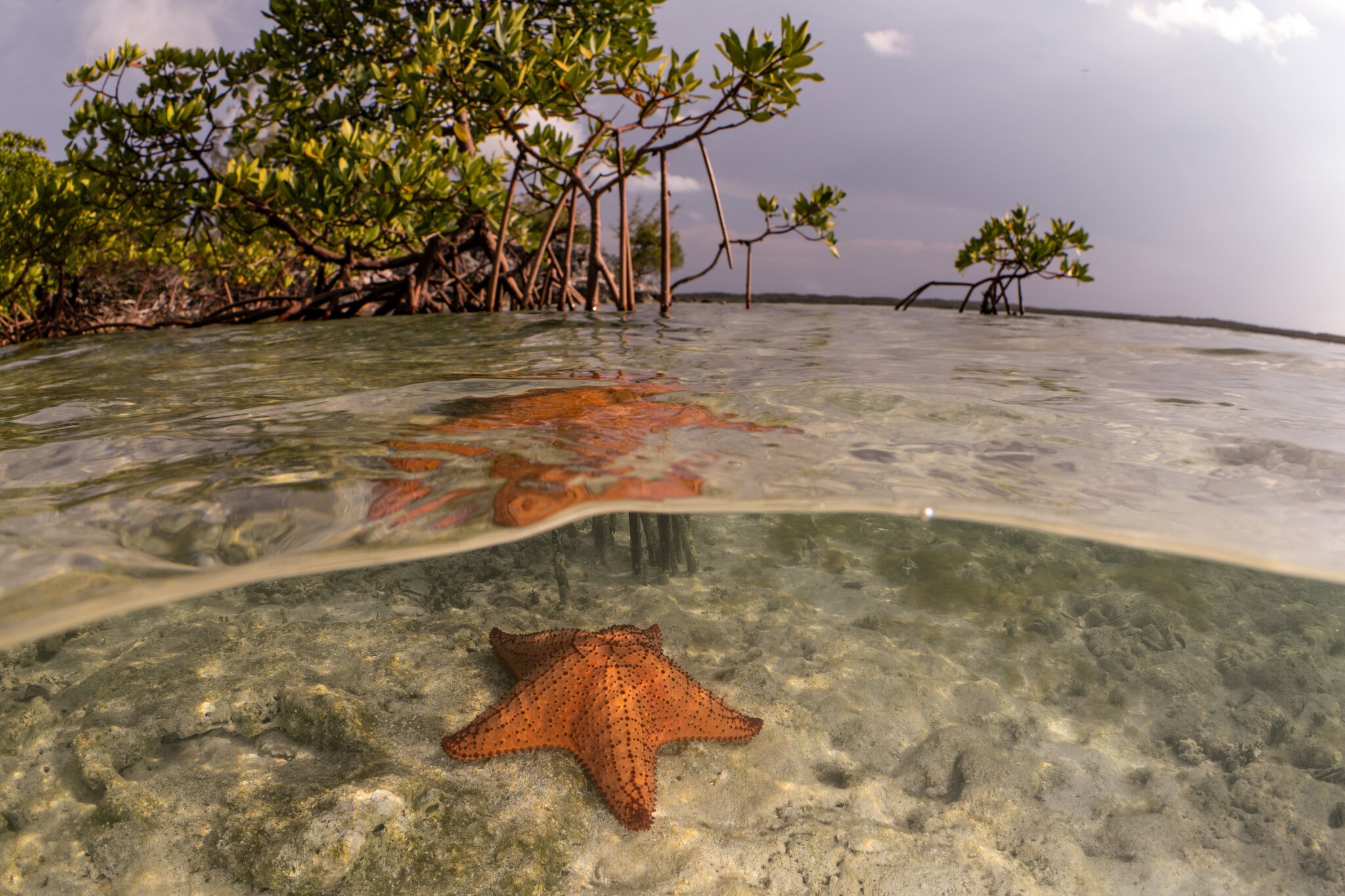 starfish beneath water